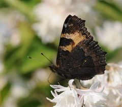 Aglais urticae by (c) Thomas Bresson, some rights reserved (CC BY). Used under a CC-BY license.