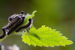 Aglais urticae by (c) Bart, some rights reserved (CC BY), uploaded by Bart. Used under a CC-BY license.
