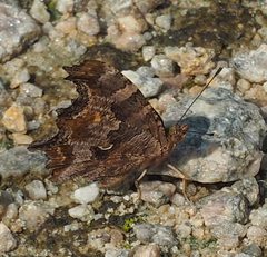 Polygonia comma by no rights reserved, uploaded by mefisher. Used under a CC0 license.