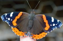 Vanessa atalanta by (c) Bernie Paquette, some rights reserved (CC BY), uploaded by Bernie Paquette. Used under a CC-BY license.