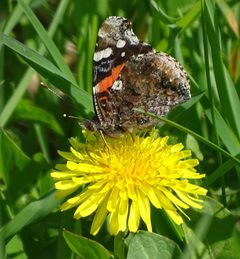 Vanessa atalanta by (c) Shirley Zundell, some rights reserved (CC BY), uploaded by Shirley Zundell. Used under a CC-BY license.