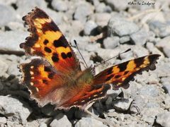 Polygonia faunus by (c) Annika Lindqvist, some rights reserved (CC BY), uploaded by Annika Lindqvist. Used under a CC-BY license.