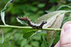 Polygonia faunus by (c) Desiree L. Narango, some rights reserved (CC BY), uploaded by Desiree L. Narango. Used under a CC-BY license.