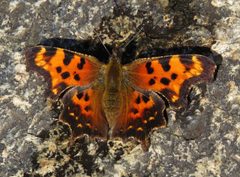 Polygonia faunus by (c) Nick Block, some rights reserved (CC BY), uploaded by Nick Block. Used under a CC-BY license.