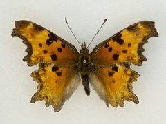 Polygonia gracilis zephyrus by no rights reserved, uploaded by Robbie Hannawacker. Used under a CC0 license.