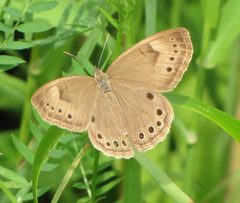 Lethe eurydice by (c) christine123, some rights reserved (CC BY), uploaded by christine123. Used under a CC-BY license.