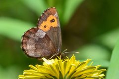 Erebia vidleri by (c) Trevor Van Loon, some rights reserved (CC BY), uploaded by Trevor Van Loon. Used under a CC-BY license.