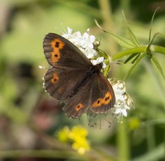 Erebia vidleri by (c) leppyone, some rights reserved (CC BY). Used under a CC-BY license.