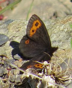 Erebia vidleri by (c) leppyone, some rights reserved (CC BY). Used under a CC-BY license.