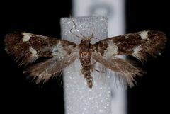 Brymblia quadrimaculella by (c) Jeremy deWaard, University of British Columbia, some rights reserved (CC BY). Used under a CC-BY license.
