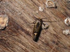 Esperia sulphurella by (c) Dominic, some rights reserved (CC BY), uploaded by Dominic. Used under a CC-BY license.