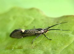 Esperia sulphurella by (c) Paul Cook, some rights reserved (CC BY), uploaded by Paul Cook. Used under a CC-BY license.