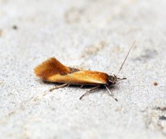 Batia lunaris by (c) Ben Sale, some rights reserved (CC BY). Used under a CC-BY license.