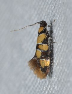 Decantha boreasella by (c) Andy Reago & Chrissy McClarren, some rights reserved (CC BY). Used under a CC-BY license.