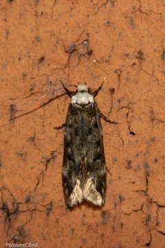 Endrosis sarcitrella by (c) Possums' End, some rights reserved (CC BY), uploaded by Possums' End. Used under a CC-BY license.
