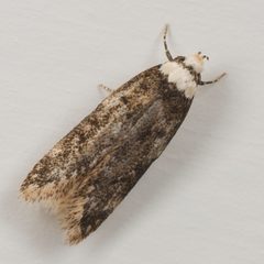 Endrosis sarcitrella by (c) Jon Sullivan, some rights reserved (CC BY). Used under a CC-BY license.