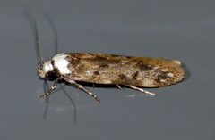 Endrosis sarcitrella by (c) Steve Kerr, some rights reserved (CC BY), uploaded by Steve Kerr. Used under a CC-BY license.