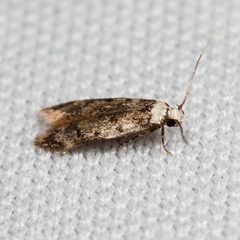 Endrosis sarcitrella by (c) Ken-ichi Ueda, some rights reserved (CC BY), uploaded by Ken-ichi Ueda. Used under a CC-BY license.