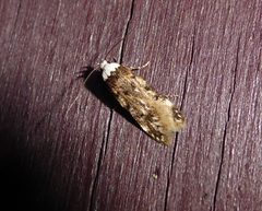 Endrosis sarcitrella by (c) Aalbert Rebergen, some rights reserved (CC BY), uploaded by Aalbert Rebergen. Used under a CC-BY license.