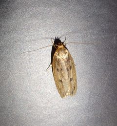 Hofmannophila by (c) Guillaume Hoffmann, some rights reserved (CC BY), uploaded by Guillaume Hoffmann. Used under a CC-BY license.