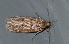 Hofmannophila pseudospretella by (c) Steve Kerr, some rights reserved (CC BY), uploaded by Steve Kerr. Used under a CC-BY license.