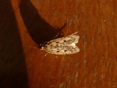 Hofmannophila pseudospretella by (c) Gabriele Vaudano, some rights reserved (CC BY), uploaded by Gabriele Vaudano. Used under a CC-BY license.
