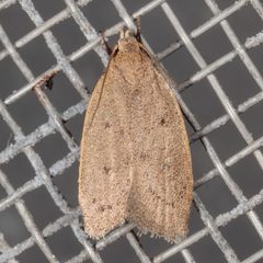 Inga obscuromaculella by (c) Victor Engel, some rights reserved (CC BY), uploaded by Victor Engel. Used under a CC-BY license.