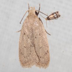 Inga obscuromaculella by (c) Victor Engel, some rights reserved (CC BY), uploaded by Victor Engel. Used under a CC-BY license.