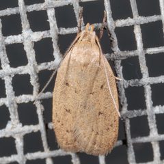 Inga obscuromaculella by (c) Victor Engel, some rights reserved (CC BY), uploaded by Victor Engel. Used under a CC-BY license.