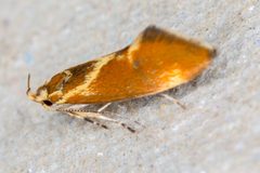 Metalampra by (c) Drepanostoma, some rights reserved (CC BY), uploaded by Drepanostoma. Used under a CC-BY license.