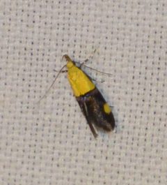 Oecophora bractella by no rights reserved, uploaded by Andreas Manz. Used under a CC0 license.