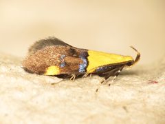 Oecophora bractella by (c) Donald Hobern, some rights reserved (CC BY). Used under a CC-BY license.
