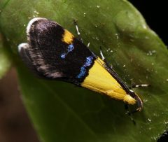 Oecophora bractella by (c) portioid, some rights reserved (CC BY), uploaded by portioid. Used under a CC-BY license.