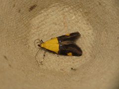 Oecophora bractella by (c) Donald Hobern, some rights reserved (CC BY). Used under a CC-BY license.