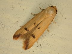 Tachystola by (c) Saryu Mae 前 朝琉, some rights reserved (CC BY), uploaded by Saryu Mae 前 朝琉. Used under a CC-BY license.