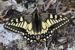 Papilio machaon aliaska by (c) Syd Cannings, some rights reserved (CC BY), uploaded by Syd Cannings. Used under a CC-BY license.