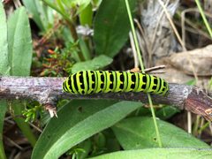 Papilio machaon aliaska by (c) Jason Grant, some rights reserved (CC BY), uploaded by Jason Grant. Used under a CC-BY license.
