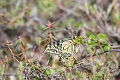 Papilio machaon aliaska by no rights reserved, uploaded by Robbie Hannawacker. Used under a CC0 license.