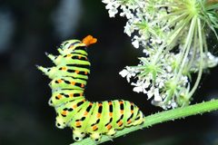 Papilio machaon by no rights reserved, uploaded by Marino Linić. Used under a CC0 license.