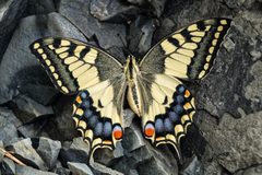 Papilio machaon by (c) lugachev_vitaly, some rights reserved (CC BY), uploaded by lugachev_vitaly. Used under a CC-BY license.