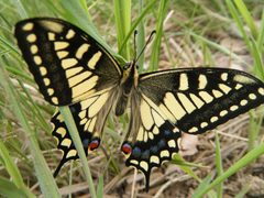 Papilio machaon pikei by no rights reserved, uploaded by Karlissa J. Used under a CC0 license.