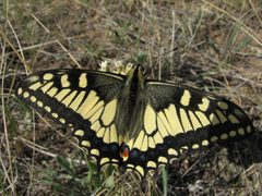 Papilio machaon pikei by (c) Doug Macaulay, some rights reserved (CC BY), uploaded by Doug Macaulay. Used under a CC-BY license.