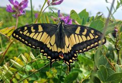 Papilio machaon pikei by (c) Doug Macaulay, some rights reserved (CC BY), uploaded by Doug Macaulay. Used under a CC-BY license.