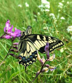 Papilio machaon pikei by (c) Doug Macaulay, some rights reserved (CC BY), uploaded by Doug Macaulay. Used under a CC-BY license.