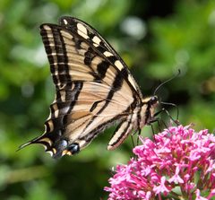 Papilio rutulus by (c) Don Loarie, some rights reserved (CC BY), uploaded by Don Loarie. Used under a CC-BY license.