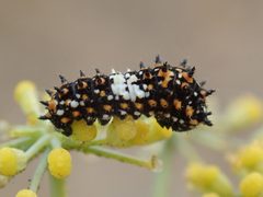 Papilio zelicaon by (c) P Holroyd, some rights reserved (CC BY), uploaded by P Holroyd. Used under a CC-BY license.