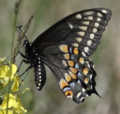 Papilio zelicaon nitra by (c) Colin Croft, some rights reserved (CC BY), uploaded by Colin Croft. Used under a CC-BY license.