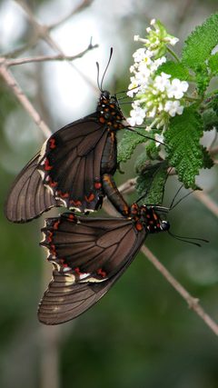 Battus polydamas by (c) Alex Popovkin, Bahia, Brazil, some rights reserved (CC BY). Used under a CC-BY license.