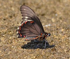 Battus polydamas by (c) Don Loarie, some rights reserved (CC BY). Used under a CC-BY license.