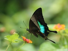 Papilionini by (c) Firos AK, some rights reserved (CC BY), uploaded by Firos AK. Used under a CC-BY license.